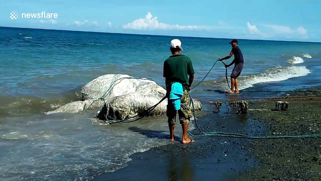 Mystery sea creature found on beach in Philippines terrifies villagers