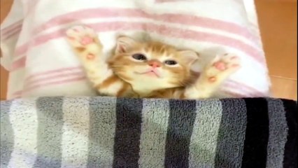 Cats always makes us laugh ( Funny )