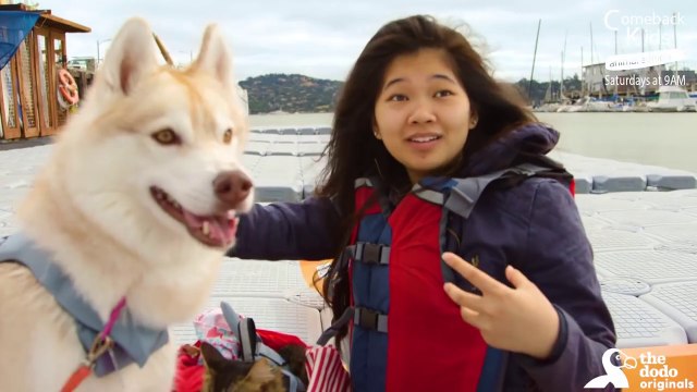 Husky Dog Adopts Stray Cat Saving Her Life