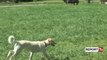 Report TV - Rreziku nga qentë pa maska në rrugë, veterineri: Duhen trajtuar si familjarë