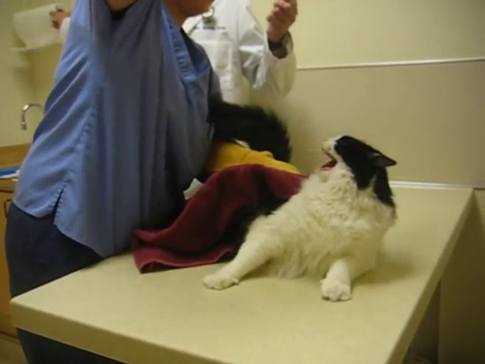 Psycho Cat Beats Up On Vet