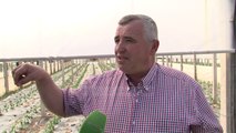 Fermerët e Nënshkodrës pa subvencione, shkak kriteret - Top Channel Albania - News - Lajme