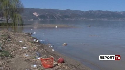 Report TV - Ujërat e zeza ndotin liqenin e Pogradecit