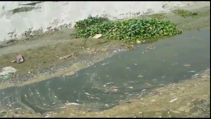 कन्नौज में गंगा का पानी हुआ जहरीला, लाखों मछलियां मर गईं