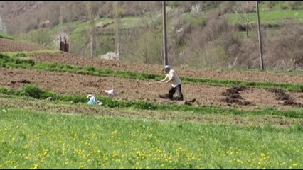 Bujqësi si në Mesjetë, në Kukës rikthehet parmenda - Top Channel Albania -   News - Lajme
