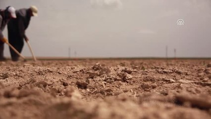 Çiftçilerden Dünya Çiftçiler Günü'ne Özel Klip