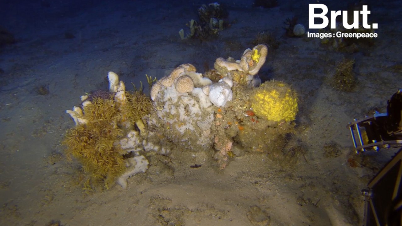 Greenpeace appelle à protéger le récif corallien de l'Amazone