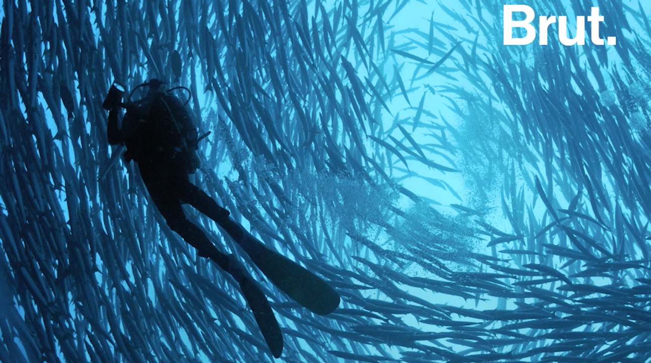 L'île de Sipadan et ses spots de plongée incontournables