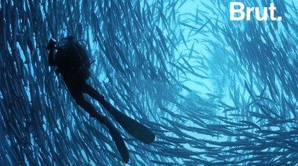 L'île de Sipadan et ses spots de plongée incontournables