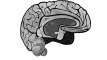 Neurosciences : comment se développe le cerveau des enfants ? | Futura