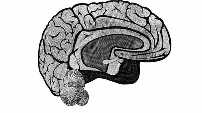 Neurosciences : comment se développe le cerveau des enfants ? | Futura