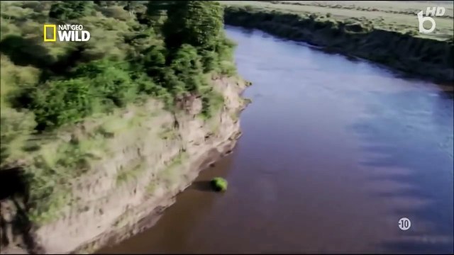 Vie sauvage Prédateurs de génie Film documentaire animalier HD