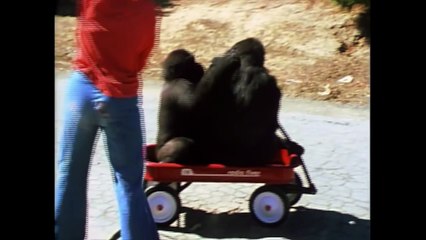 Penny and Koko:  Reflections on Motherhood (2018)