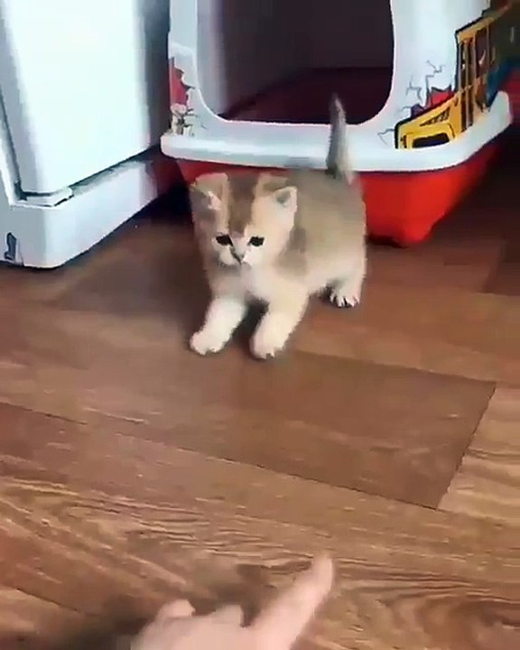 Un chaton qui perd l'équilibre sur ses pattes arrière