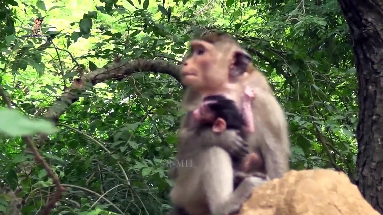 POOR BB!New Born Baby monkey carried by young mum in wrong position-SRMH