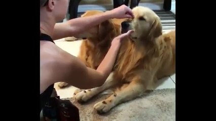 Best Of Golden Retrievers - Part II