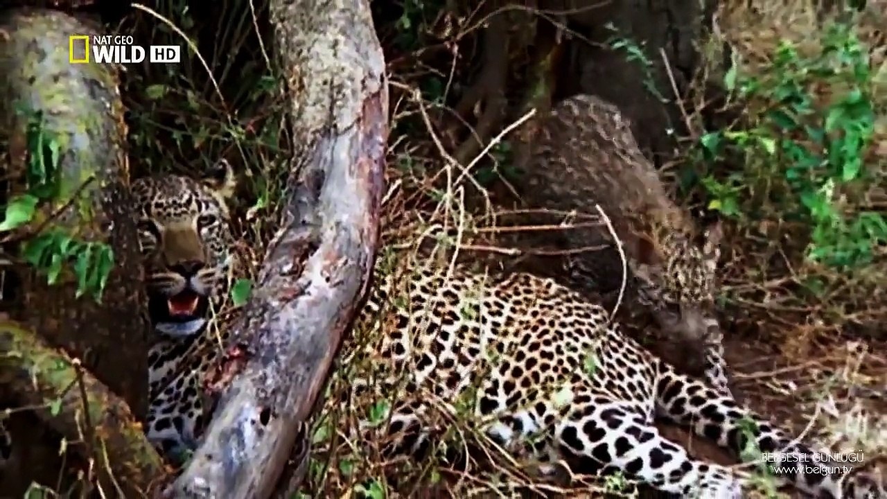 İnsan ve Hayvan Karşılaşmaları - Leopar Saldırıları