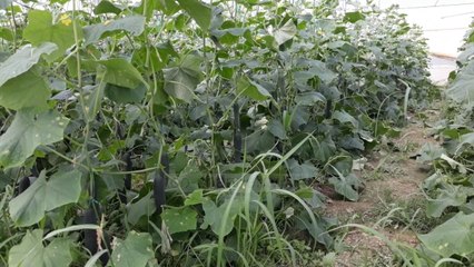 Mundimet e fermerëve të Beratit - Top Channel Albania - News - Lajme