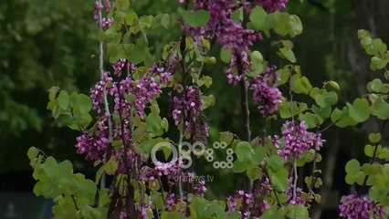 Ora News - Alergjitë si epidemi, mjekët alergologë:16% e popullatës e prekur nga sëmundjet alergjike