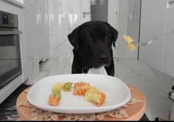 Adorable Dog Will Put Your Table Manners to Shame