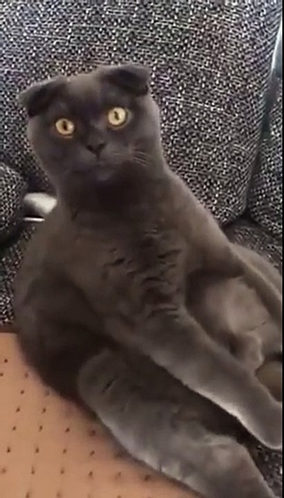 Assis comme un humain ce chat est complètement paumé !