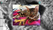 Keluarga selamatkan anak kucing bobcat yang dikira kucing biasa - TomoNews