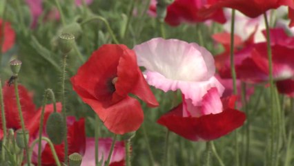 [울산] 태화강 봄꽃 축제 26만 명 찾아 / YTN