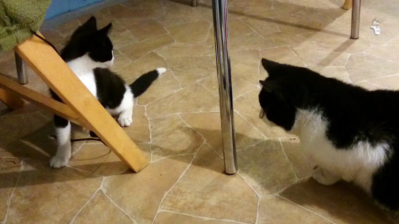 Der Faden lockt die Katze