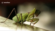 Heavy weekend? Praying mantis wipes away the cobwebs