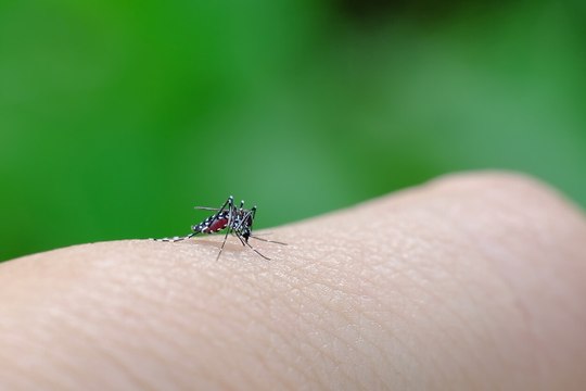 Les raisons pour lesquelles les moustiques piquent certaines personnes plus que d'autres