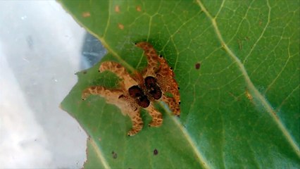 Very Strange Creature found...!!!!!??