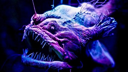 Discover the Enchanting World of Bioluminescent Creatures ✨