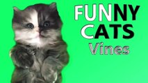 FUNNY CATS Videos Compilation: Who Said Cats are Usless? (May 2018) ||STRINGS OF FEELINGS