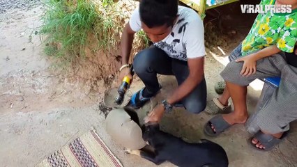 Puppy With Head Stuck In Plant Pot