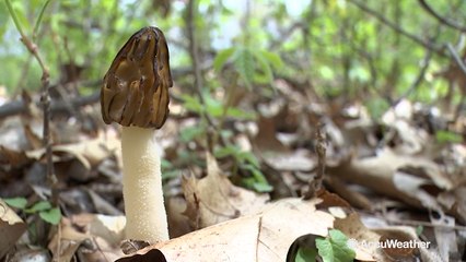 Morel mushroom season delayed by slow transition into spring