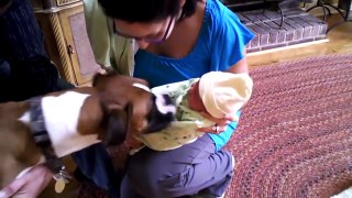 Amazing Dogs Meet Newborn Babies First Time - Dog Love Baby Video Compilation