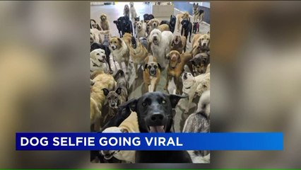 Group 'Selfie' at Doggie Daycare Goes Viral