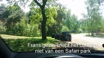 Des touristes français imprudents attaqués par des guépards dans un parc safari