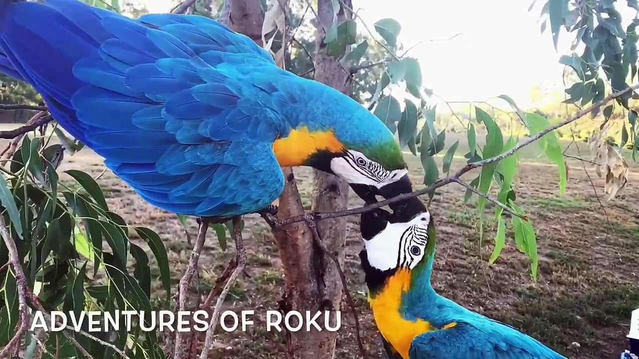 Parrot Fun