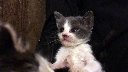 Super scruffy foster kitten plays with her siblings