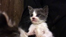 Super scruffy foster kitten plays with her siblings