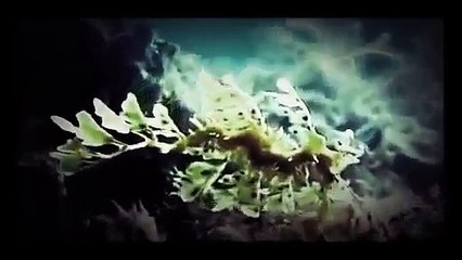 Criaturas Tenebrosas Discovery Channel www.locutor.pro part 1/2