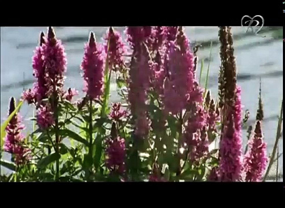 Inga Lindström Zauber von Sandbergen Liebesfilm part 2/2