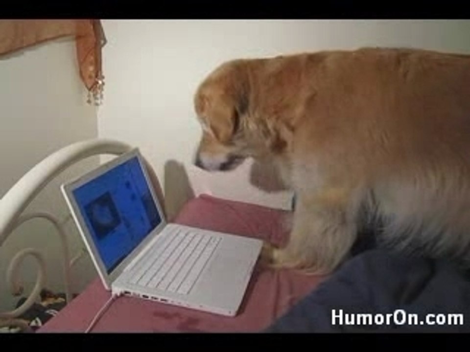 Dog vs cat video