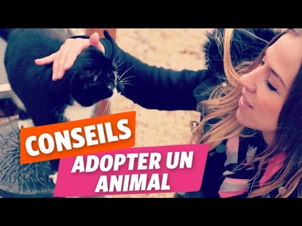 ✿ Emmy vous livre les astuces pour adopter un animal de compagnie  ✿