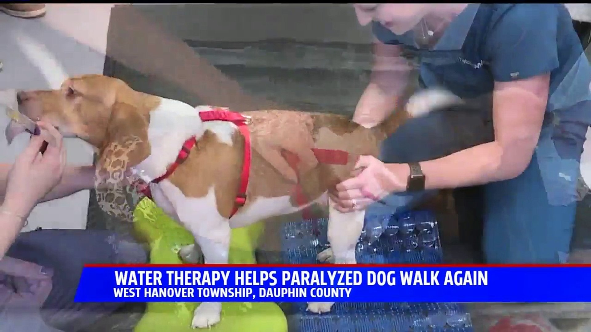 Can A Paralyzed Dog Ever Walk Again