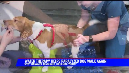 Paralyzed Dog Learning to Walk Again Thanks to Water Therapy