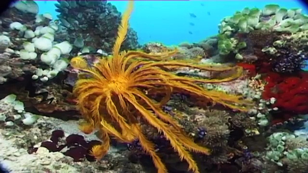 Maldives: diving paradise (full documentary)