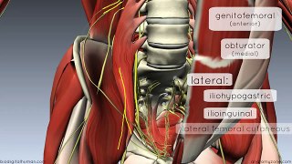 Lumbar Plexus - Structure and Branches - Anatomy Tutorial