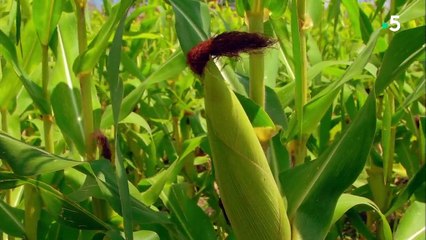 Les mystères du goût  Saison 1  Un régime équilibré